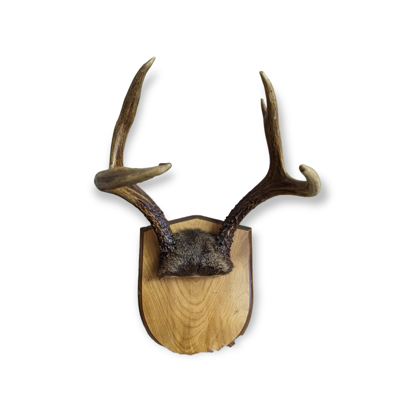 Vintage Antler Mount